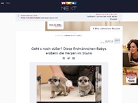 Bild zum Artikel: Geht's noch süßer? Diese Erdmännchen-Babys erobern die Herzen im Sturm