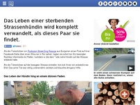 Bild zum Artikel: Das Leben einer sterbenden Strassenhündin wird komplett verwandelt, als dieses Paar sie findet.