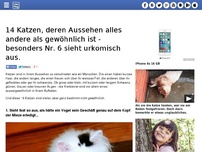 Bild zum Artikel: 14 Katzen, deren Aussehen alles andere als gewöhnlich ist - besonders Nr. 6 sieht urkomisch aus.