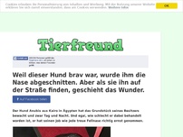 Bild zum Artikel: Weil dieser Hund brav war, wurde ihm die Nase abgeschnitten. Aber als sie ihn auf der Straße...