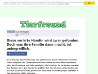 Bild zum Artikel: Diese verirrte Hündin wird zwar gefunden. Doch was ihre Familie dann macht, ist unbegreiflich.