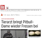 Bild zum Artikel: Statt sie einzuschläfern - Tierarzt bringt Pitbull- Dame wieder Fressen bei