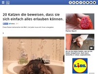 Bild zum Artikel: 20 Katzen die beweisen, dass sie sich einfach alles erlauben können.