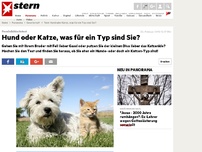 Bild zum Artikel: Persönlichkeitstest: Hund oder Katze, was für ein Typ sind Sie?