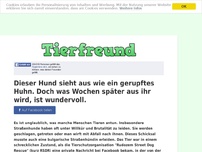 Bild zum Artikel: Dieser Hund sieht aus wie ein gerupftes Huhn. Doch was Wochen später aus ihr wird, ist wundervoll.