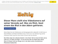 Bild zum Artikel: Dieser Mann stellt eine Videokamera auf seiner Veranda auf. Was sie filmt, lässt einem das Blut...