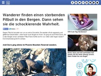 Bild zum Artikel: Wanderer finden einen sterbenden Pitbull in den Bergen. Dann sehen sie die schockierende Wahrheit.