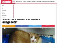 Bild zum Artikel: Herzlos!: Gehörlose Katze auf Straße ausgesetzt