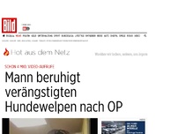 Bild zum Artikel: 3 Mio. Video-Aufrufe - Mann beruhigt ängstlichen Hundewelpen nach OP