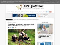 Bild zum Artikel: Tierschützer befreien Cro und setzen ihn in chinesischem Panda-Reservat aus