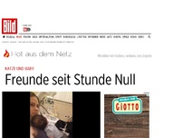 Bild zum Artikel: Katze und Baby - Freunde seit Stunde Null