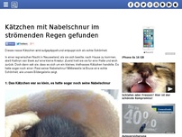 Bild zum Artikel: Kätzchen mit Nabelschnur im strömenden Regen gefunden