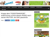 Bild zum Artikel: Knapp dem TODESTRANSPORT entkommen schrie dieses PFERD nach seiner MUTTER, bis DAS passierte