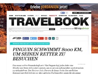 Bild zum Artikel: Pinguin schwimmt jedes
Jahr 8000 Kilometer, um
seinen Retter zu sehen