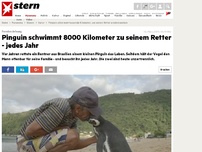 Bild zum Artikel: Treuer Vogel: Pinguin schwimmt tausende Kilometer, um seinen Retter wiederzusehen