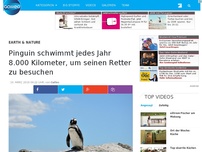 Bild zum Artikel: Pinguin schwimmt jedes Jahr 8.000 Kilometer, um seinen Retter zu besuchen