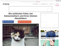 Bild zum Artikel: Die schönsten Fotos von Katzenmüttern und ihren kleinen Ebenbildern