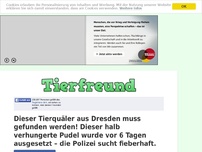 Bild zum Artikel: Dieser Tierquäler aus Dresden muss gefunden werden! Dieser halb verhungerte Pudel wurde vor 6...