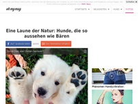 Bild zum Artikel: Eine Laune der Natur: Hunde, die so aussehen wie Bären