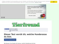 Bild zum Artikel: Dieser Test verrät dir, welche Hunderasse du bist.