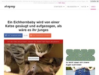 Bild zum Artikel: Ein Eichhornbaby wird von einer Katze gesäugt und aufgezogen, als wäre es ihr Junges