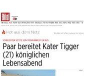 Bild zum Artikel: Vorbesitzer setzte ihn aus - Paar schenkt todkrankem Kater schönen Lebensabend