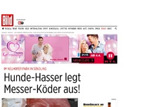 Bild zum Artikel: In Sendling - Hunde-Hasser legt Messer-Köder aus!