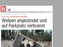 Bild zum Artikel: Wie fies! - Hundewelpe auf Parkplatz angezündet