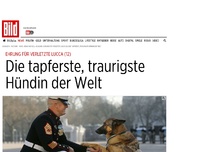 Bild zum Artikel: Ehrung für Lucca (12) - Die tapferste, traurigste Hündin der Welt