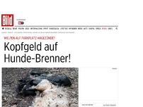 Bild zum Artikel: Welpen auf Parkplatz angezündet - Kopfgeld auf Hunde-Brenner!