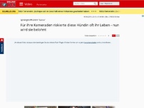 Bild zum Artikel: Sprengstoffhündin 'Lucca' - Für ihre Kameraden riskierte diese Hündin oft ihr Leben - nun wird sie belohnt