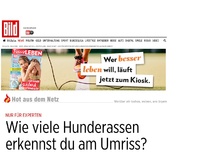 Bild zum Artikel: Experten-Quiz - Erkennst du diese Hunde an ihren Umrissen?