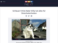 Bild zum Artikel: Schlauer 9-Kilo-Kater Willy tut alles für Streicheleinheiten