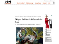 Bild zum Artikel: Oktopus flieht durch Abflussrohr ins Meer