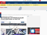 Bild zum Artikel: Mit Kabelbinder und Klebeband gequält: Polizei rettet Katzen vor dem Tod