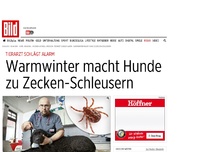 Bild zum Artikel: Tierarzt schlägt Alarm - Warmwinter macht Hunde zu Zecken-Schleusern