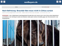 Bild zum Artikel: Nach Befreiung: Braunbär Ben muss nicht in Zirkus zurück