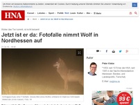 Bild zum Artikel: Jetzt ist er da: Fotofalle nimmt Wolf in Nordhessen auf