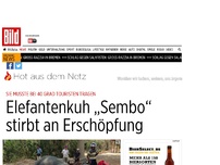 Bild zum Artikel: Touristen-Tour bei 40 Grad - Elefantenkuh „Sembo“ stirbt an Erschöpfung