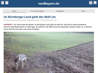 Bild zum Artikel: Im Nürnberger Land geht der Wolf um