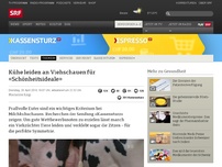 Bild zum Artikel: Kühe leiden an Viehschauen für «Schönheitsideale»