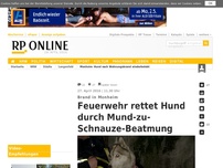 Bild zum Artikel: Fünf Wohnungen ausgebrannt - Hund konnte nach Feuer wiederbelebt werden