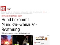 Bild zum Artikel: Dramatischer Einsatz - Häuser unbewohnbar, aber Hund wiederbelebt