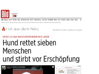 Bild zum Artikel: Nach Erdbeben in Ecuador - Hund rettet sieben Menschen und stirbt vor Erschöpfung