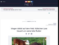 Bild zum Artikel: Wegen Abfall auf dem Feld: Kälbchen Lara trauert um seine tote Mutter