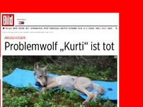 Bild zum Artikel: Abgeschossen! - Problemwolf Kurti ist tot