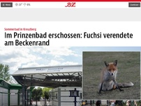 Bild zum Artikel: Im Prinzenbad erschossen: Fuchsi verendete am Beckenrand