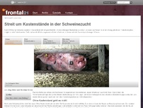 Bild zum Artikel: Streit um Kastenstände in der Schweinezucht