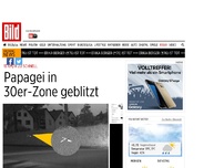 Bild zum Artikel: 13 km/h zu schnell - Papagei in 30-er Zone geblitzt