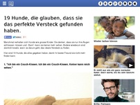 Bild zum Artikel: 19 Hunde, die glauben, dass sie das perfekte Versteck gefunden haben.